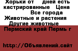   Хорьки от 35 дней есть кастрированные › Цена ­ 2 000 - Все города Животные и растения » Другие животные   . Пермский край,Пермь г.